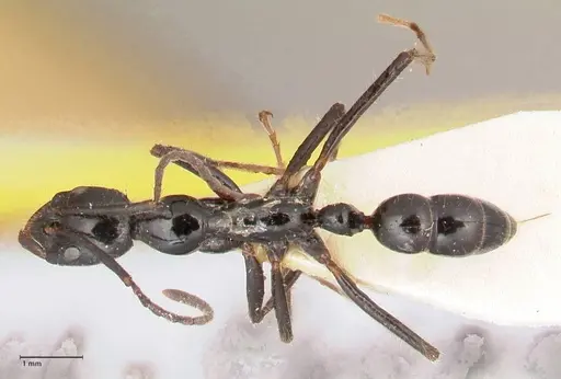 Leptogenys papuana - FOCOL1036