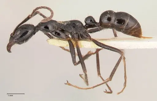 Leptogenys papuana - FOCOL1036