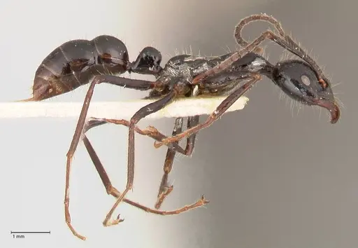 Leptogenys papuana - FOCOL1036