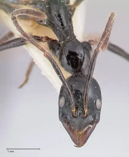 Leptogenys papuana - FOCOL1037