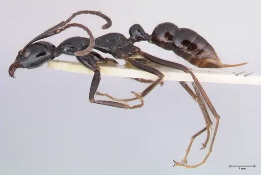 Leptogenys papuana - FOCOL1037