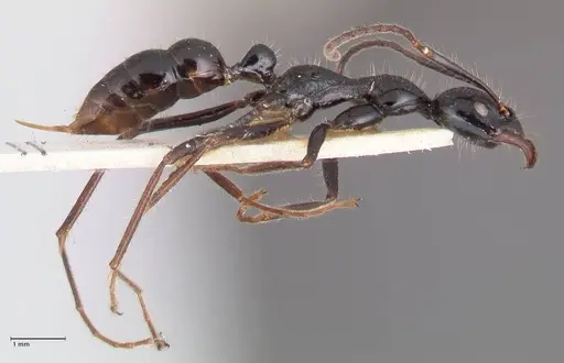 Leptogenys papuana - FOCOL1037