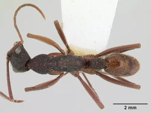 Leptogenys paraensis specimen