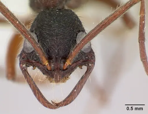 Leptogenys paraensis specimen