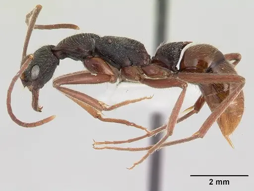 Leptogenys paraensis specimen