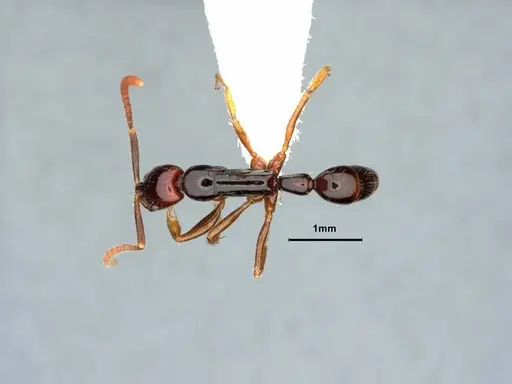 Leptogenys parvula specimen