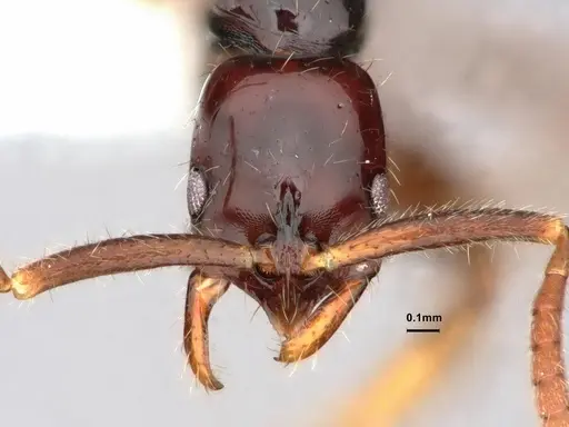 Leptogenys parvula specimen