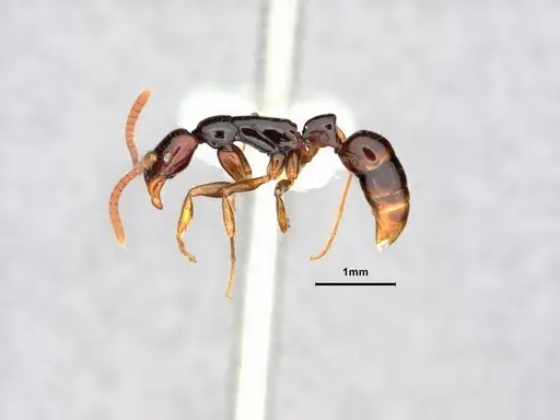 Leptogenys parvula specimen