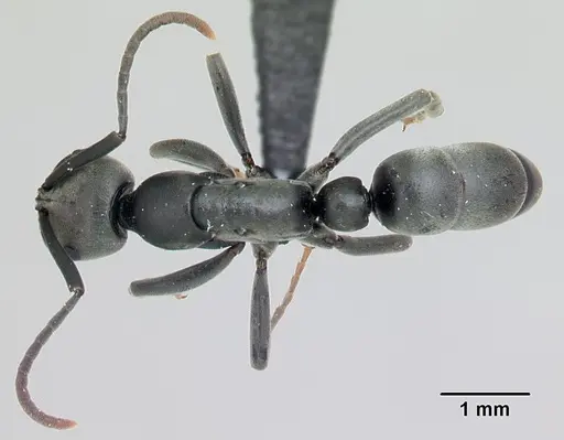 Leptogenys pavesii specimen