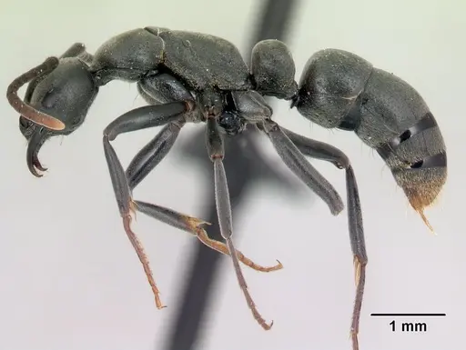 Leptogenys pavesii specimen