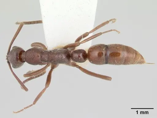 Leptogenys peninsularis specimen