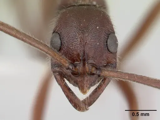 Leptogenys peninsularis specimen