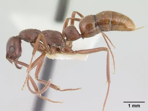 Leptogenys peninsularis specimen