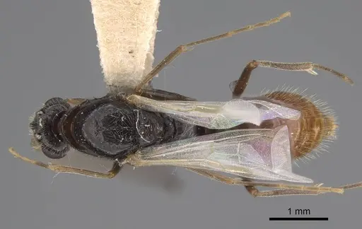 Leptogenys peninsularis - CASENT0248755