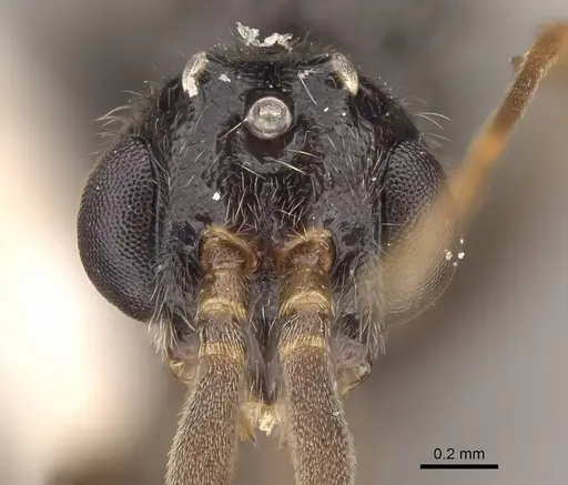 Leptogenys peninsularis - CASENT0248755