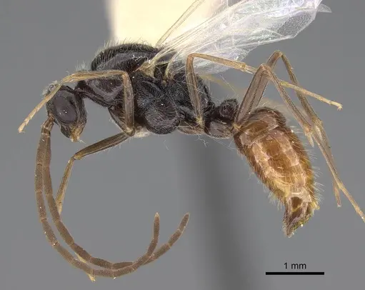 Leptogenys peninsularis - CASENT0248755