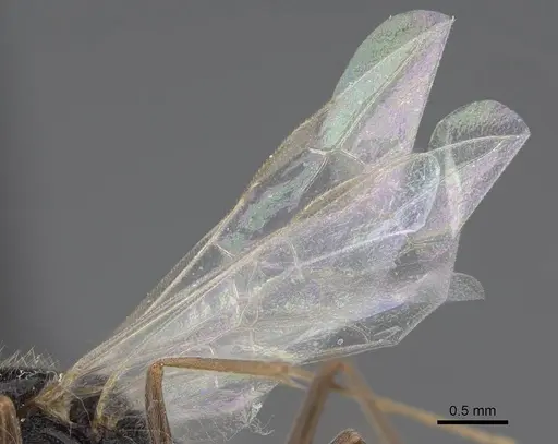 Leptogenys peninsularis - CASENT0248755