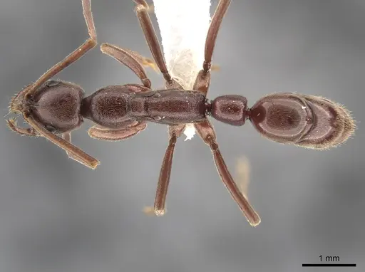 Leptogenys peninsularis - CASENT0650114