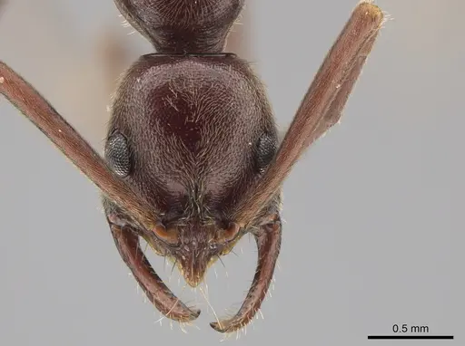 Leptogenys peninsularis - CASENT0650114