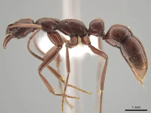 Leptogenys peninsularis - CASENT0650114