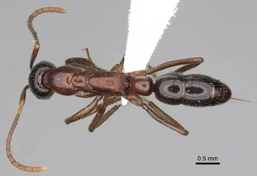 Leptogenys peringueyi specimen