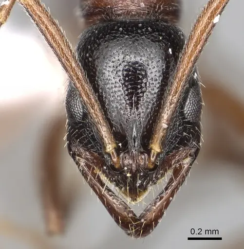 Leptogenys peringueyi specimen