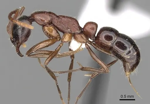 Leptogenys peringueyi specimen