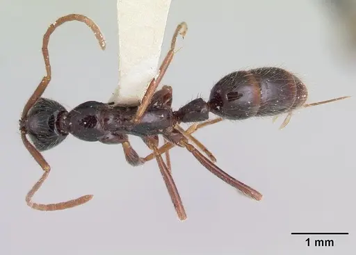 Leptogenys peruana specimen