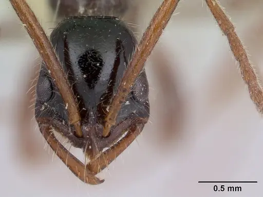 Leptogenys peruana specimen