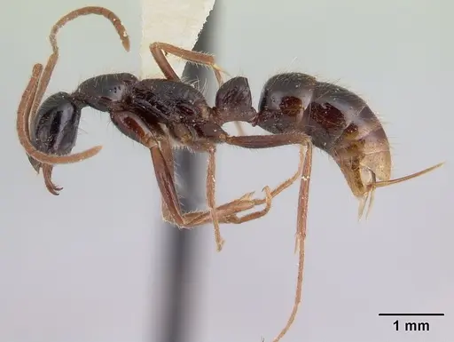 Leptogenys peruana specimen