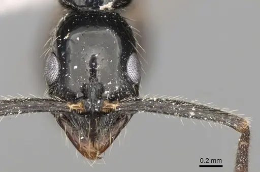 Leptogenys peuqueti specimen