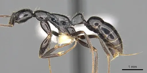 Leptogenys peuqueti specimen