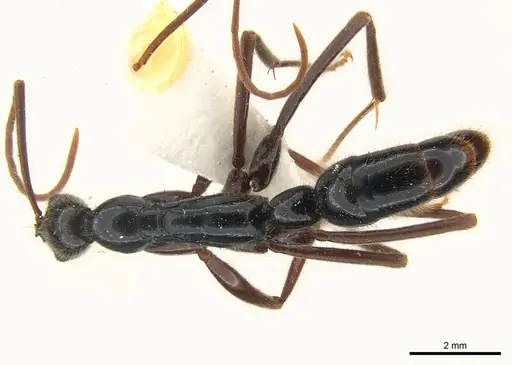 Leptogenys phylloba specimen