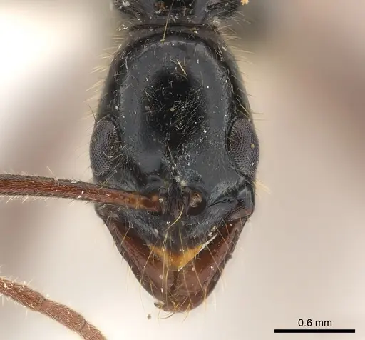 Leptogenys phylloba specimen