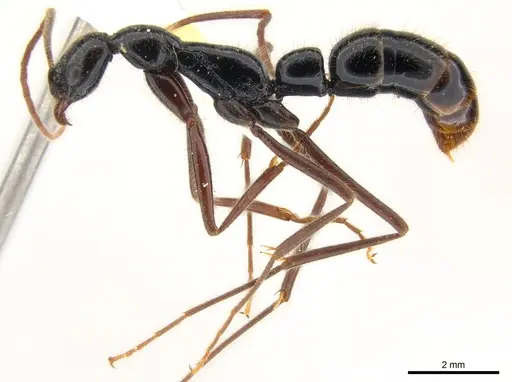 Leptogenys phylloba specimen