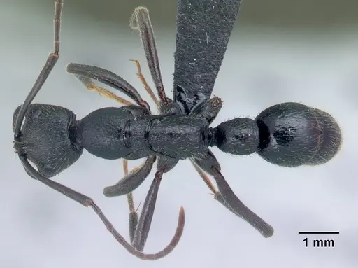 Leptogenys pilaka specimen