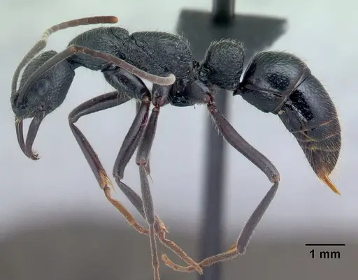 Leptogenys pilaka specimen