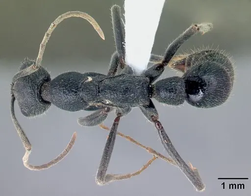 Leptogenys pilaka - CASENT0428200