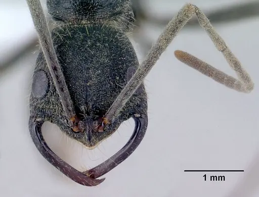 Leptogenys pilaka - CASENT0428200