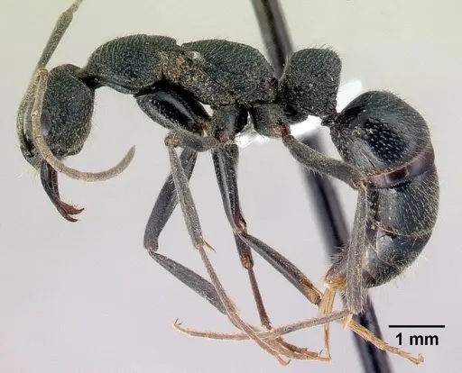 Leptogenys pilaka - CASENT0428200