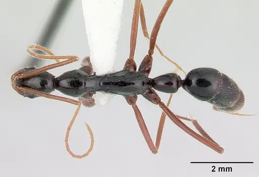 Leptogenys pinna specimen