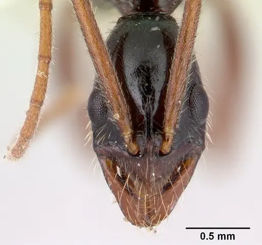 Leptogenys pinna specimen