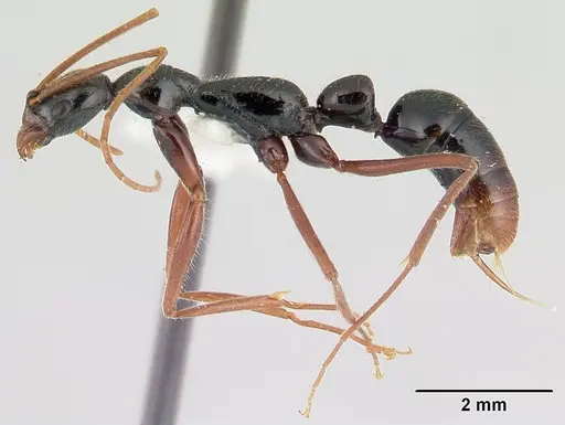 Leptogenys pinna specimen