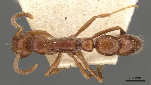 Leptogenys piroskae specimen