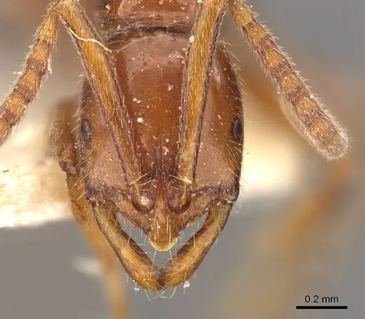 Leptogenys piroskae specimen