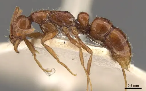 Leptogenys piroskae specimen