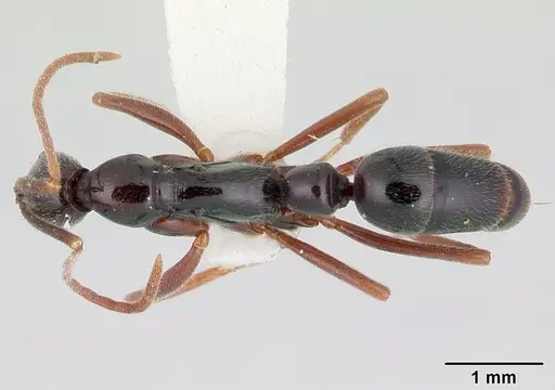Leptogenys pittieri specimen