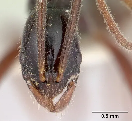 Leptogenys pittieri specimen