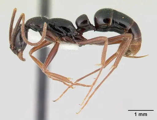 Leptogenys pittieri specimen