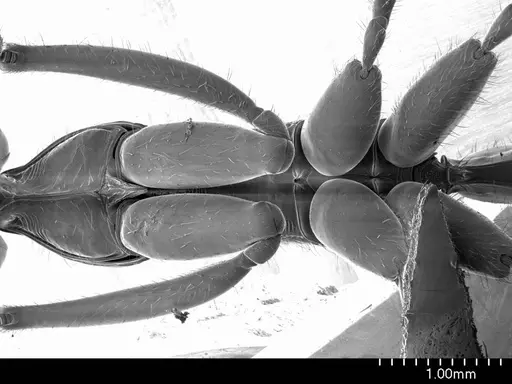 Leptogenys podenzanai specimen